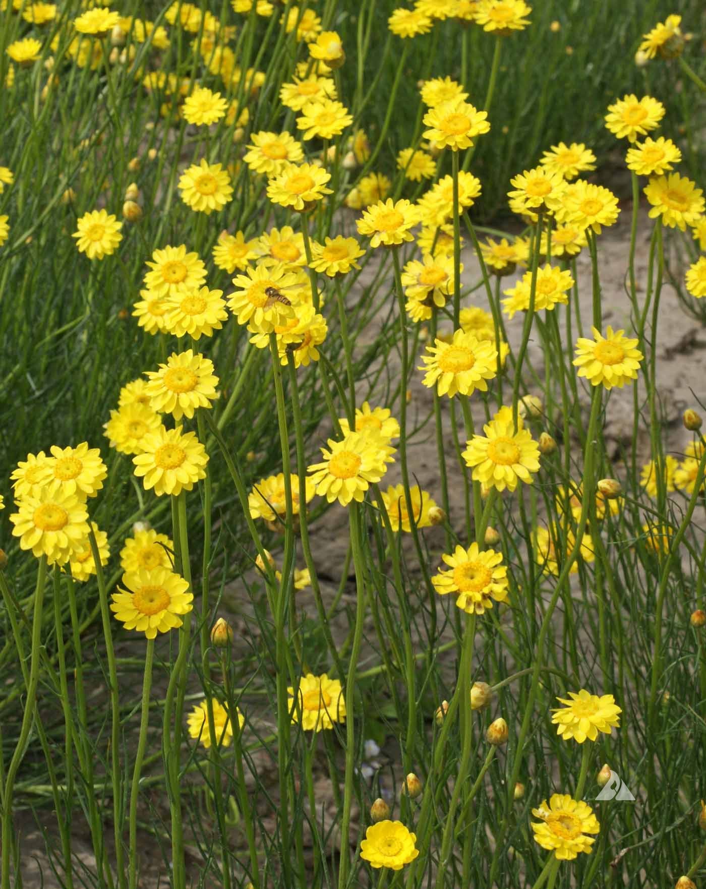 Yellow Strawflower