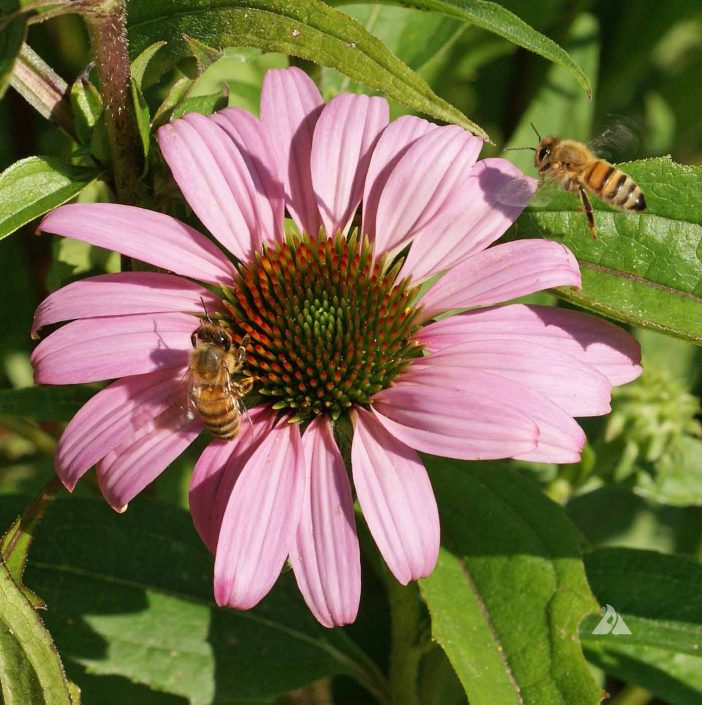 HoneyBeesonPurpleConeflower072514218 Applewood Seed Company