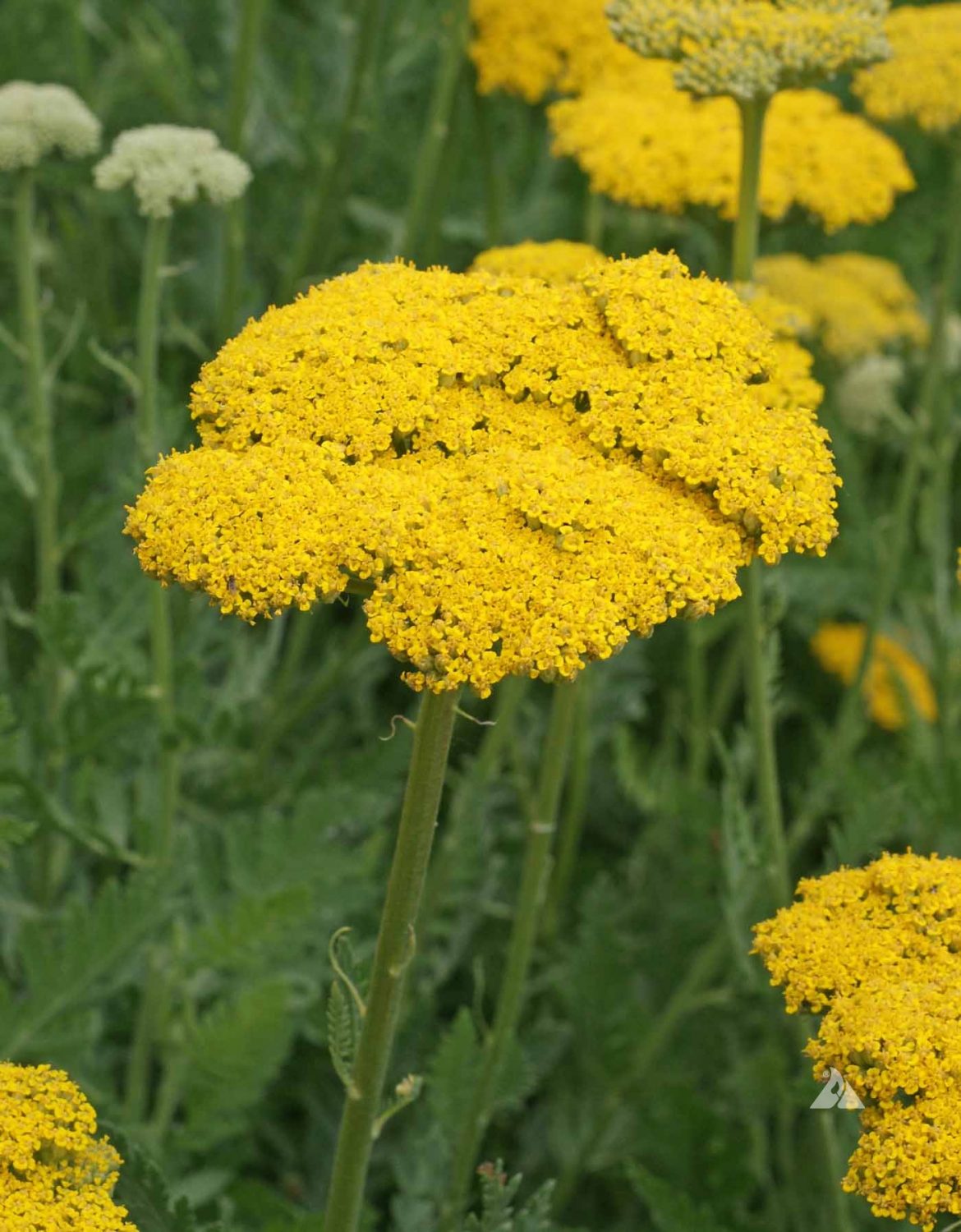 Gold Yarrow (Achillea filipendulina) Applewood Seed Company