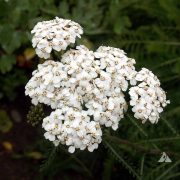 Achillea millefolium Yarrow White