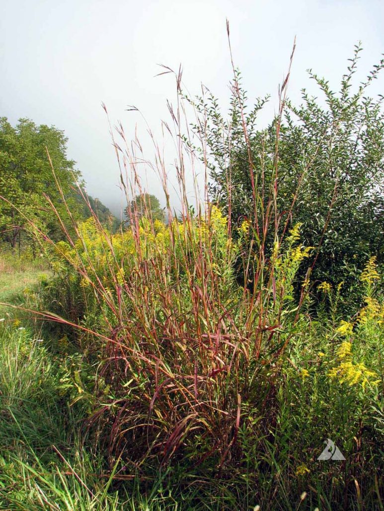 Big Bluestem Andropogon Gerardii Applewood Seed Company