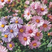 Aster novae-angliae Symphyotrichum novae-angliae