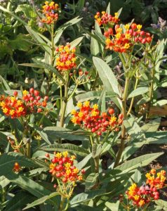 Tropical Milkweed