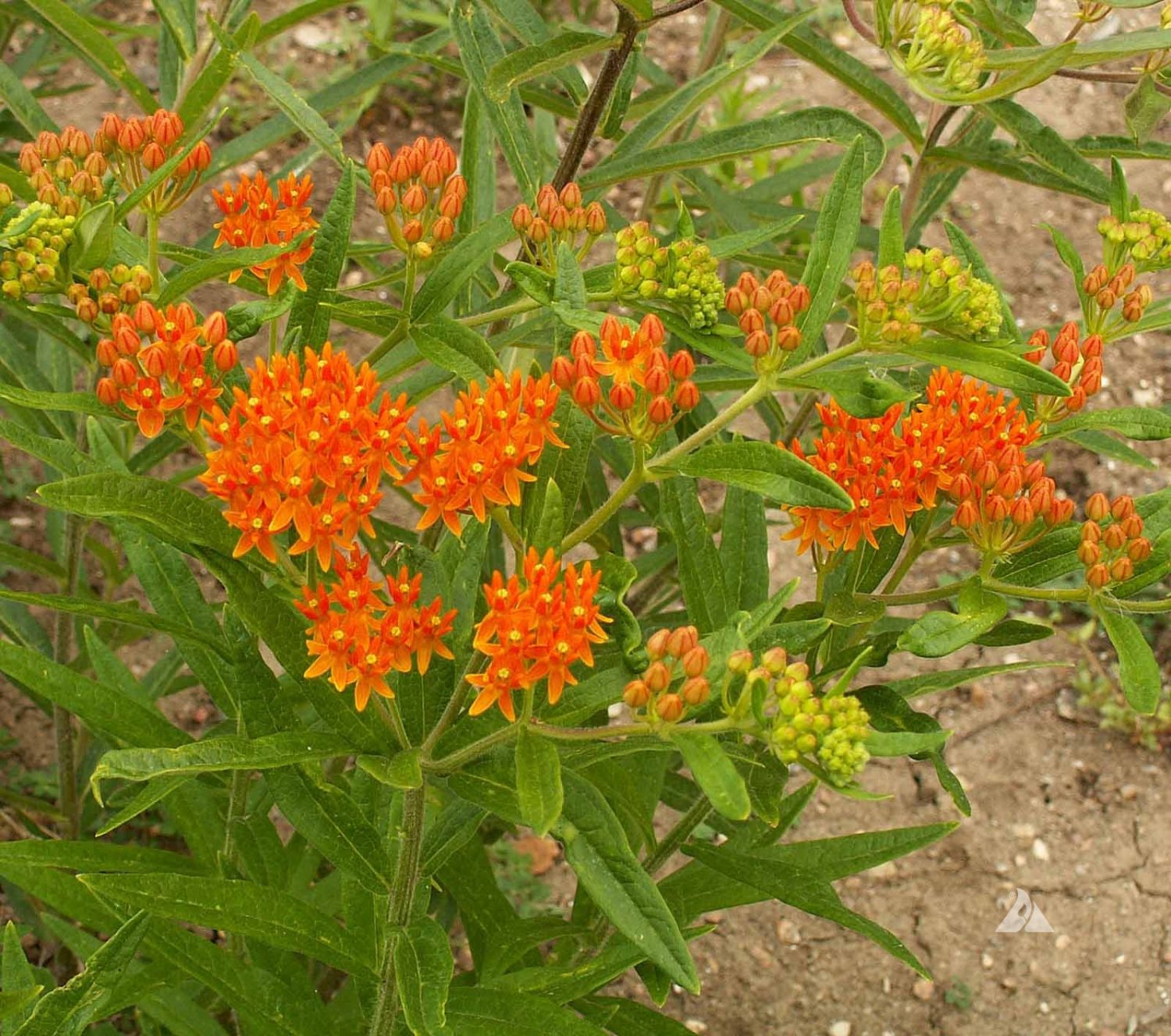 Butterfly Milkweed (Asclepias tuberosa) | Applewood Seed Company