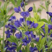 Blue False Indigo