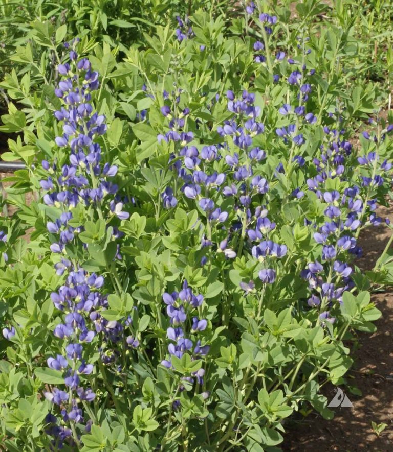 Blue Wild Indigo (Baptisia australis) Applewood Seed Company