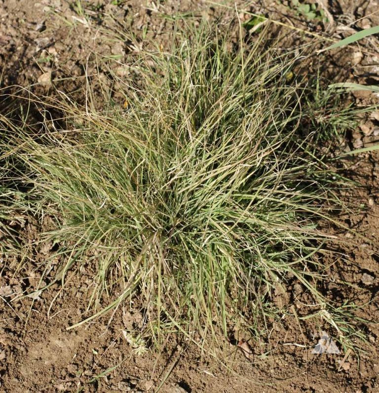 Buffalo Grass (Buchloe dactyloides) Applewood Seed Company