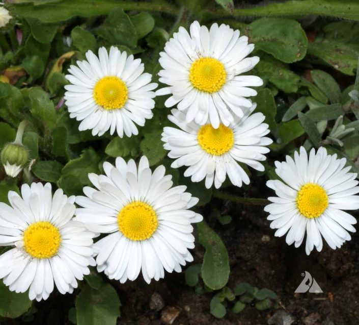 Single White English Daisy (Bellis perennis) Applewood Seed Company