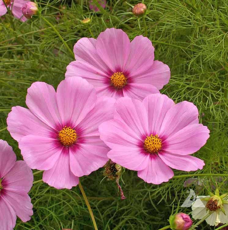 Graines De Cosmos Bipenné Purity - Cosmos Bipinnatus