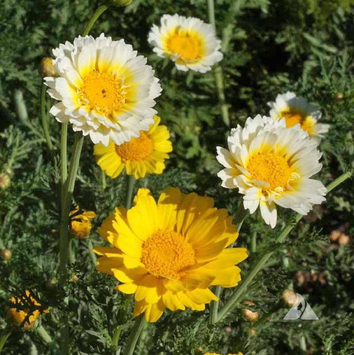 Garland Daisy (Chrysanthemum coronarium) Applewood Seed Company