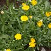 Daisy