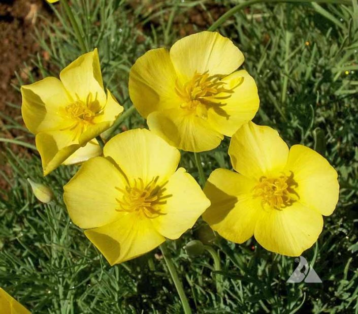 Drawf Poppy Dwarf California Poppy (Eschscholzia caespitosa) | Applewood Seed Co.