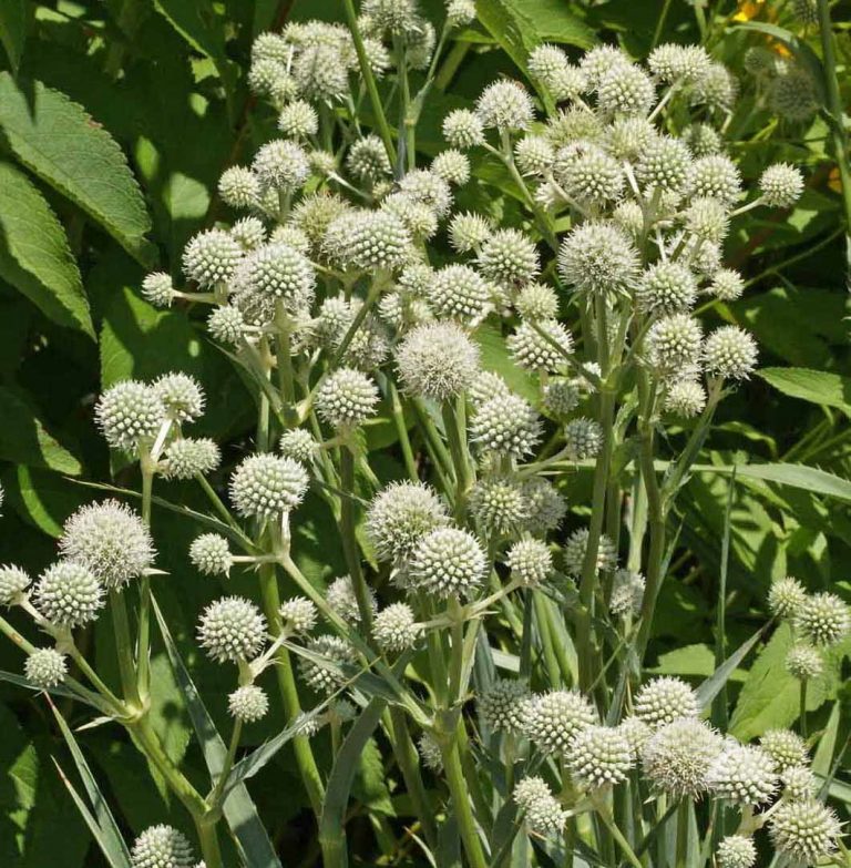 rattlesnake-master-eryngium-yuccifolium-applewood-seed-company