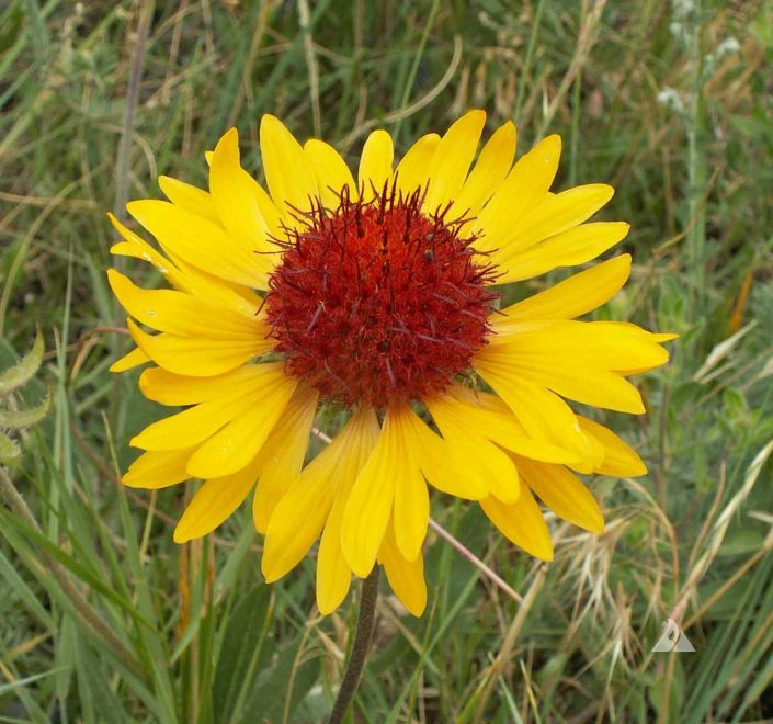 Yellow Gaillardia (Gaillardia aristata) Applewood Seed Company
