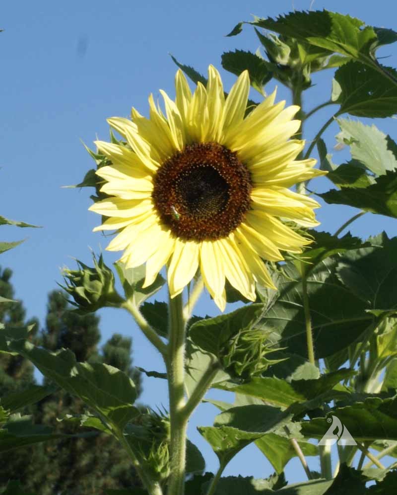 Sunflower Lemon Queen (Helianthus annuus) Applewood Seed Co.