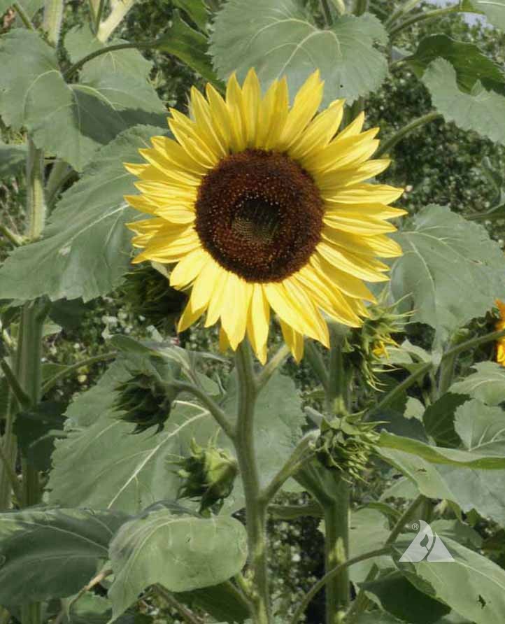 Sunflower Lemon Queen (Helianthus annuus) Applewood Seed Co.
