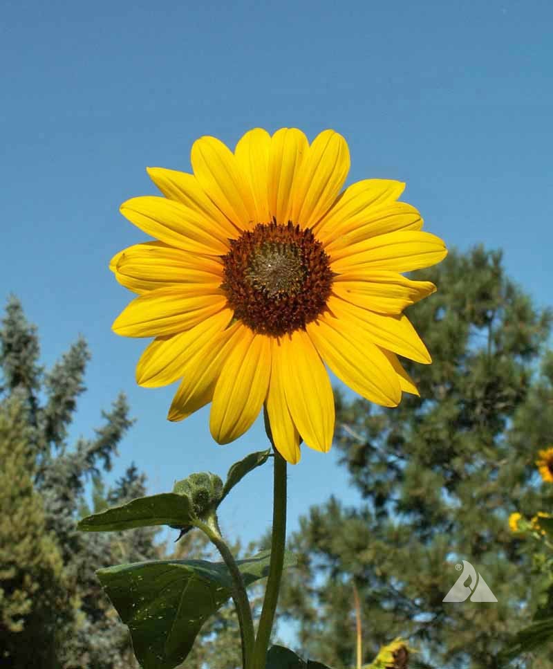 3,000 Organic Wild Native Annual Sunflower seeds helianthus annuus USA seller 