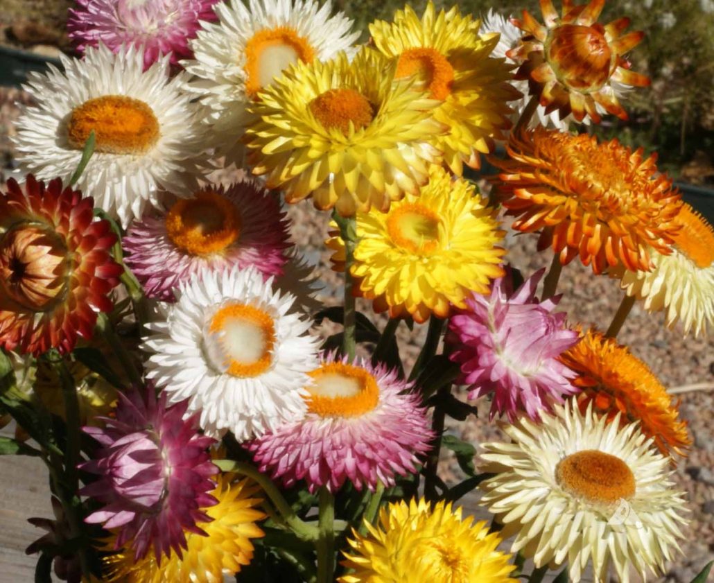 Dwarf Mixed Strawflower (Helichrysum bracteatum) Applewood Seed Co.