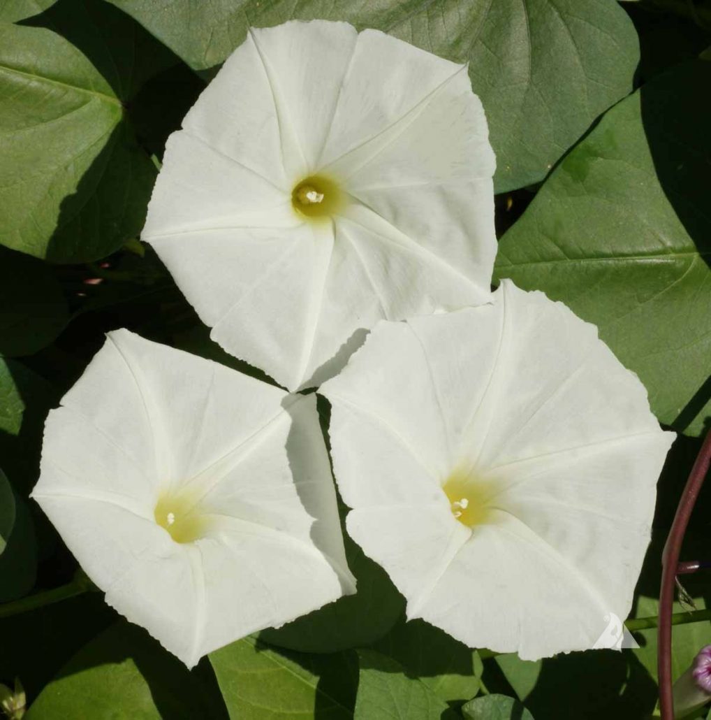 Moonflower (Ipomoea alba) Applewood Seed Company