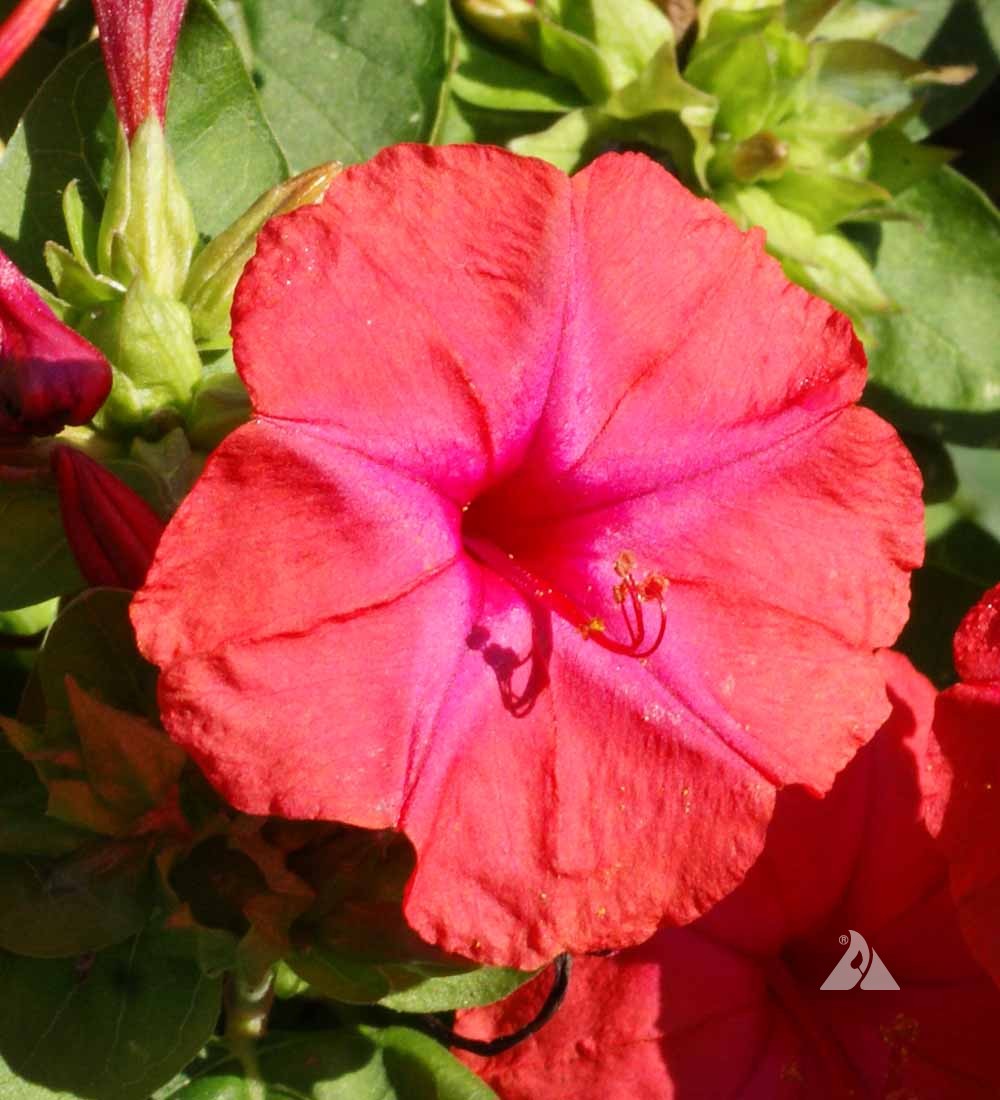 Red Four OClock (Mirabilis jalapa) Applewood Seed Company