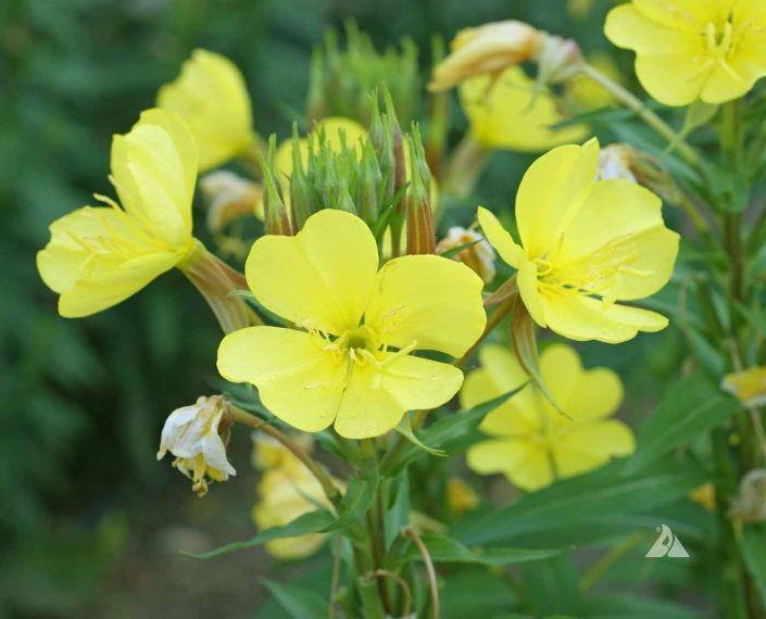 Common Evening Primrose (Oenothera lamarckiana) Applewood Seed