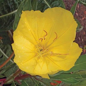 SONY DSC Missouri Evening Primrose (Oenothera macrocarpa) with yellow bloom and dew drops.