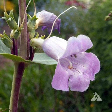 Shell Leaf Penstemon (Penstemon grandiflorus) | Applewood Seed Co.