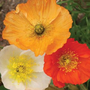 PNUD-802-600px Iceland Poppy (Papaver nudicaule) with orange, white, and yellow blooms.