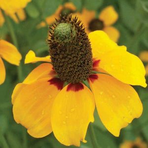 Rudbeckia-amplexicaulis-RAMP.603-600px Clasping Coneflower (Dracopis amplexicaulis) with yellow petals and orange-brown center.