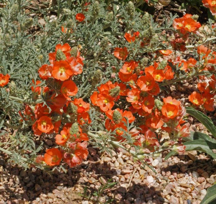 Scarlet Globemallow (Sphaeralcea coccinea) Applewood Seed Company