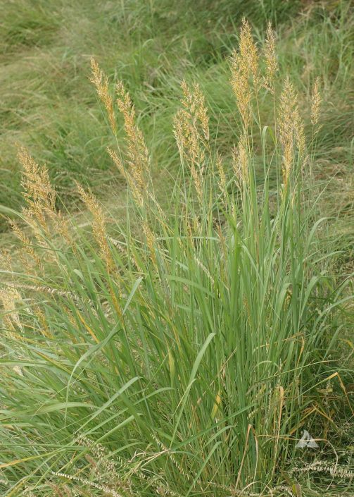 indiangrass-sorghastrum-nutans-applewood-seed-company