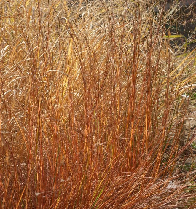 Little Bluestem Schizachyrium Scoparium Applewood Seed Company