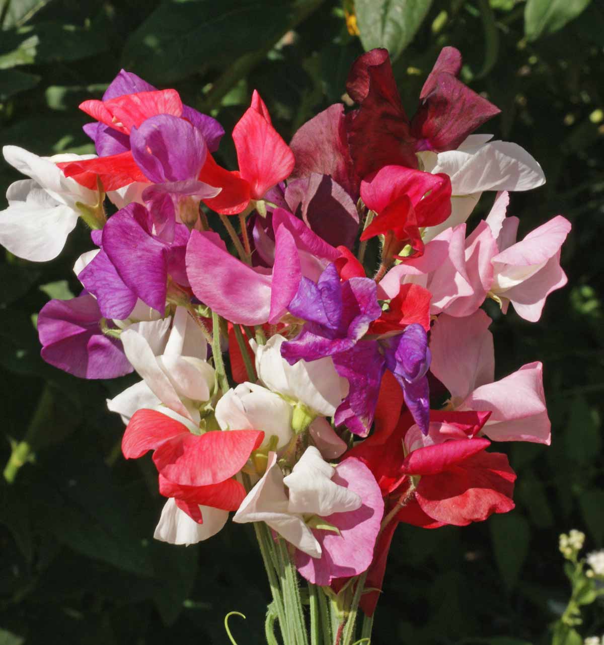 Sweet Pea Royal Family Mixed 150 seeds Annuals & Biennials 