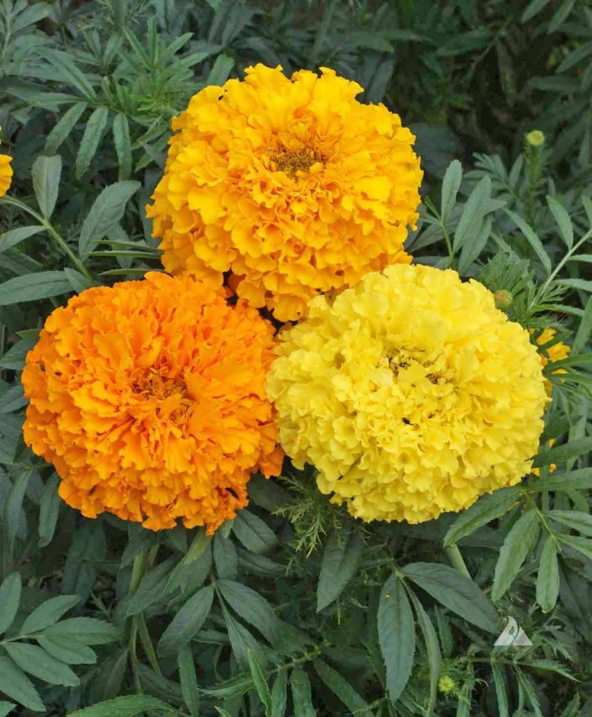 African Marigold Crackerjack (Tagetes erecta) Applewood Seed Co.