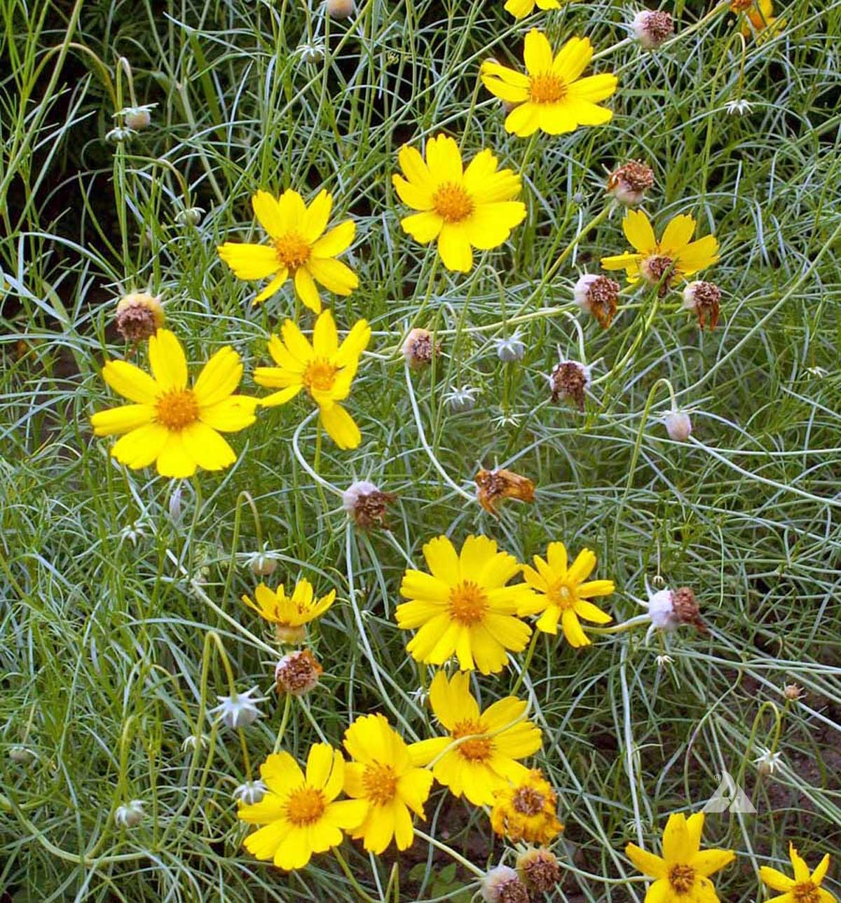 Greenthread (Thelesperma filifolium)