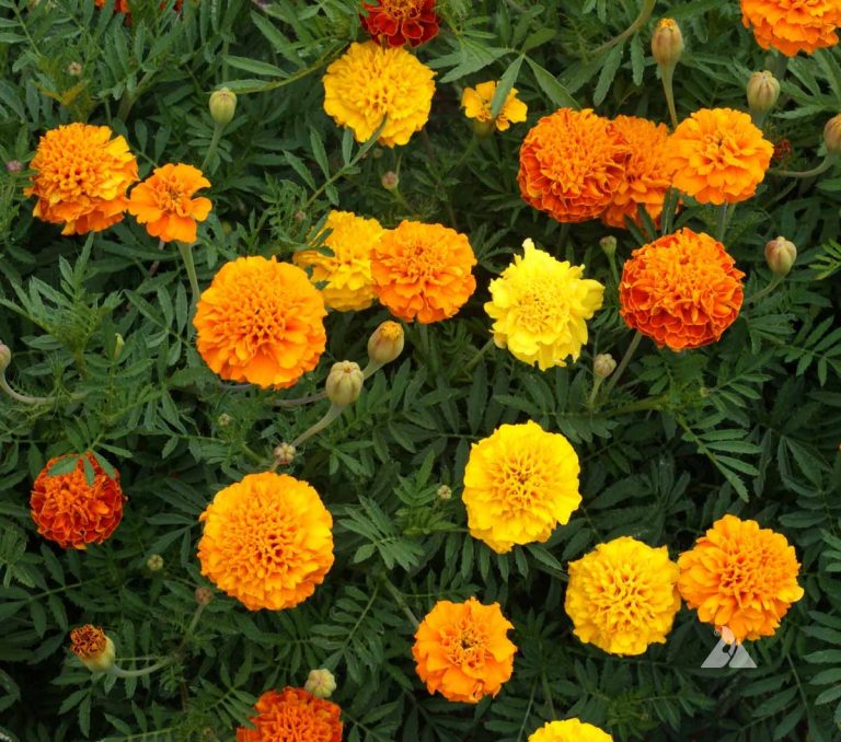 French Marigold Petite Mix (Tagetes patula) Applewood Seed Company