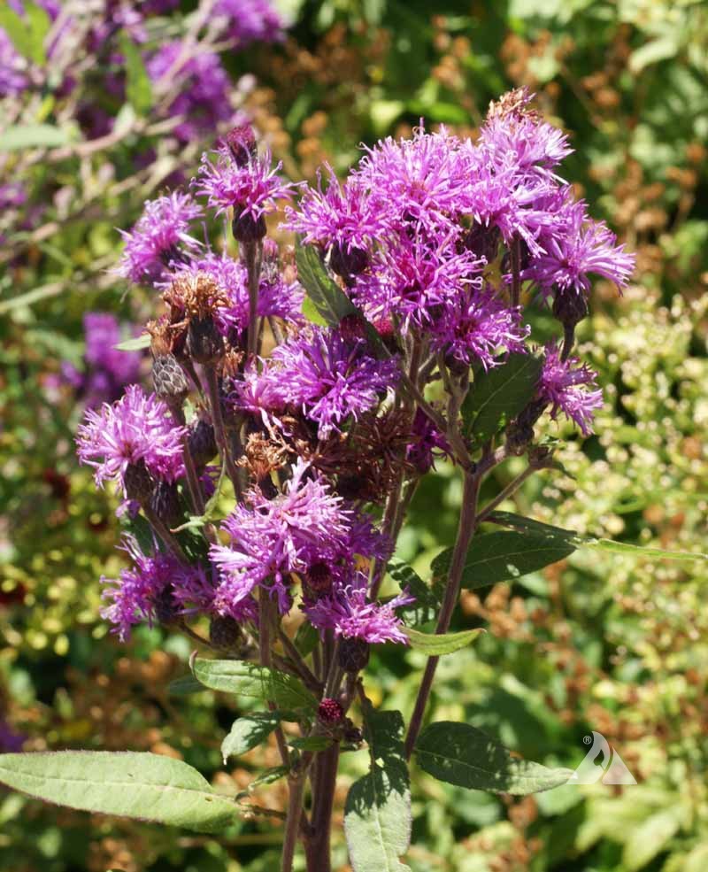 250 Purple Ironweed (Vernonia Fasciculata) Flower Seeds – Prairie Native Seeds