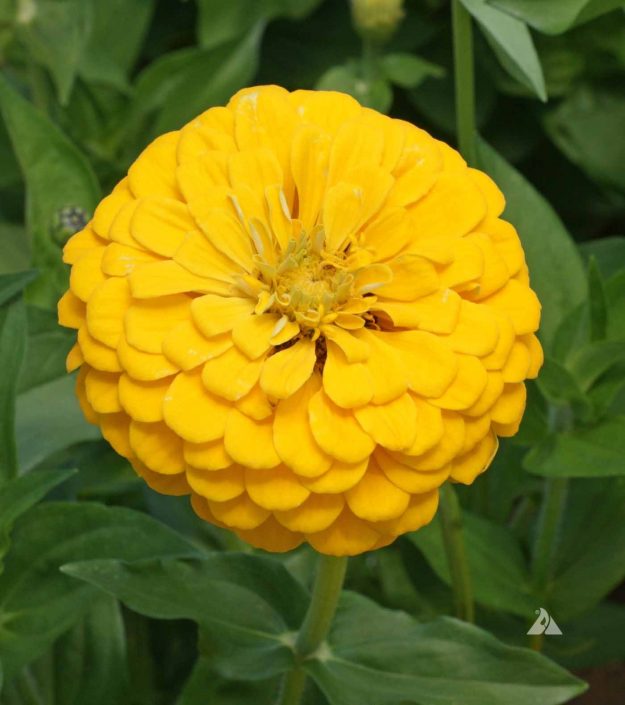 Zinnia Canary Bird (Zinnia elegans) Applewood Seed Company