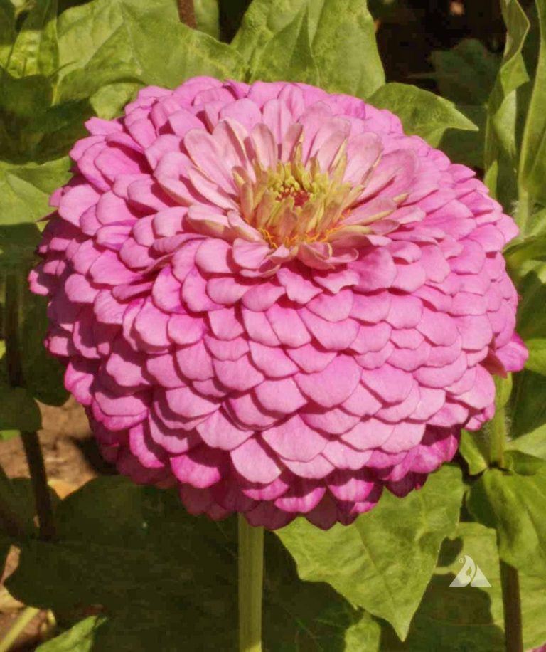 Zinnia Luminosa (Zinnia elegans) Applewood Seed Company