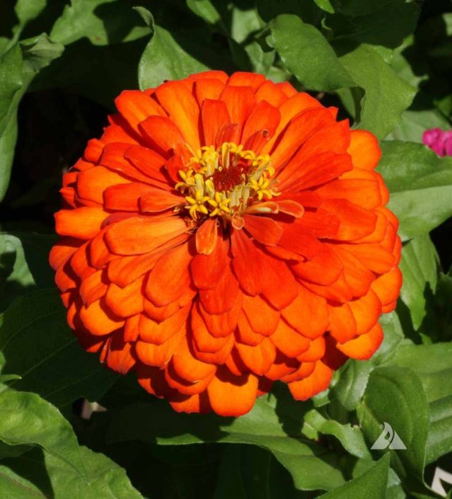 Zinnia Orange King (Zinnia elegans) Applewood Seed Company