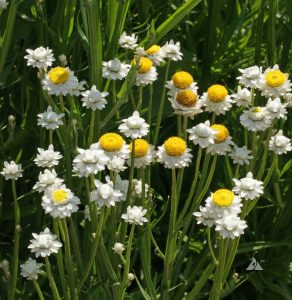 Winged Everlasting or Everlasting Flower