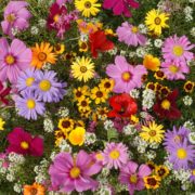 Annuals for Sun Seed Mix