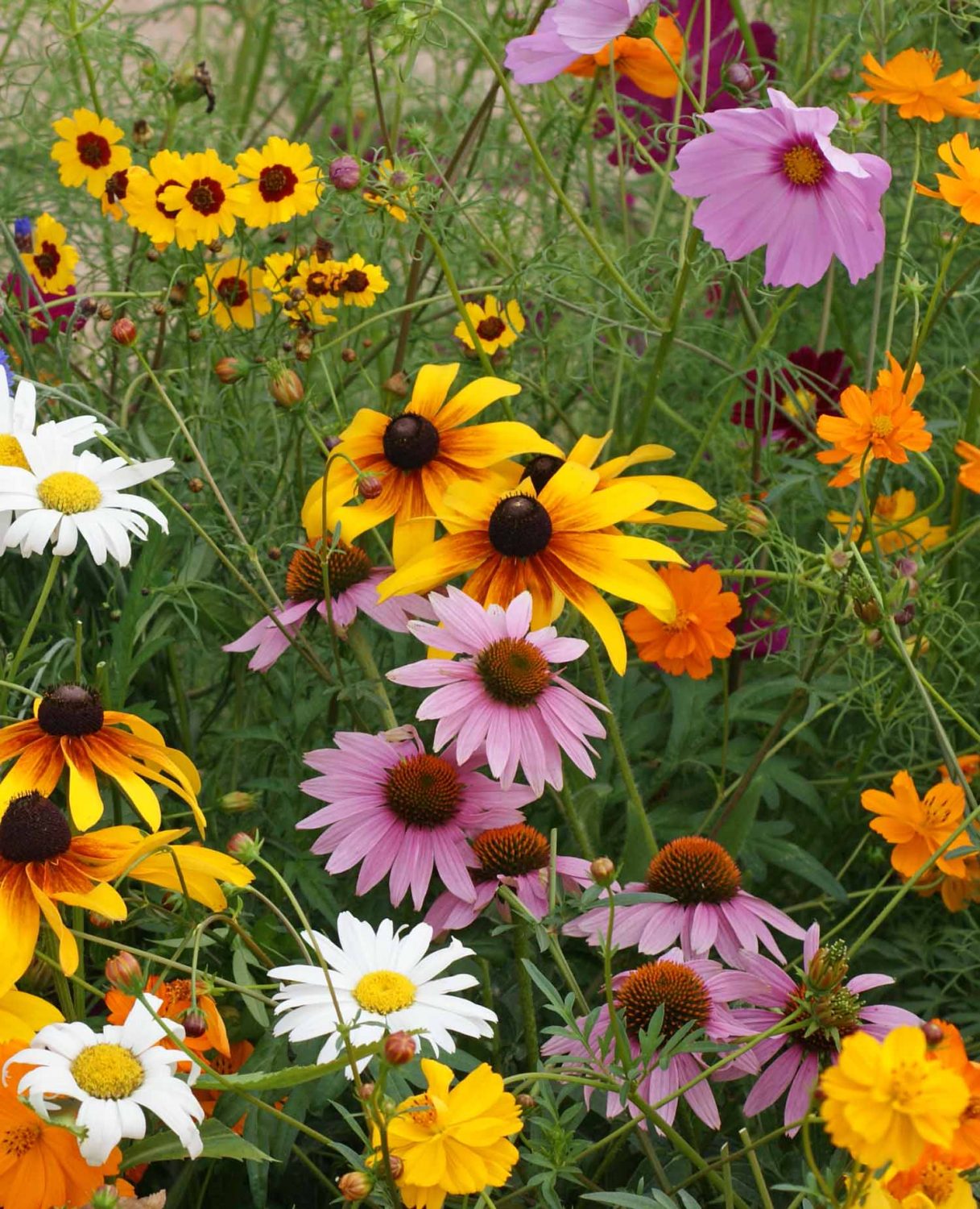 Cut Flower Seed MixtureApplewood Seed Company