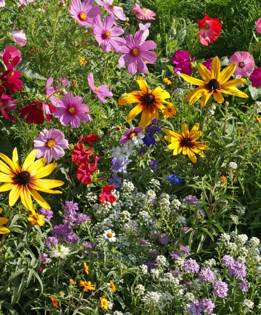 Cottage Garden Seed Mixture|Applewood Seed Company