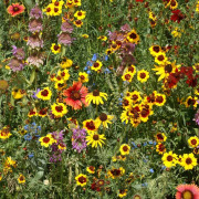 Eastern Pollinator Seed Mix Eastern Pollinator Seed Mixture with wildflowers in bloom.
