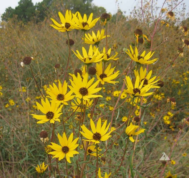 Swamp Sunflower (Helianthus angustifolius) Applewood Seed Company