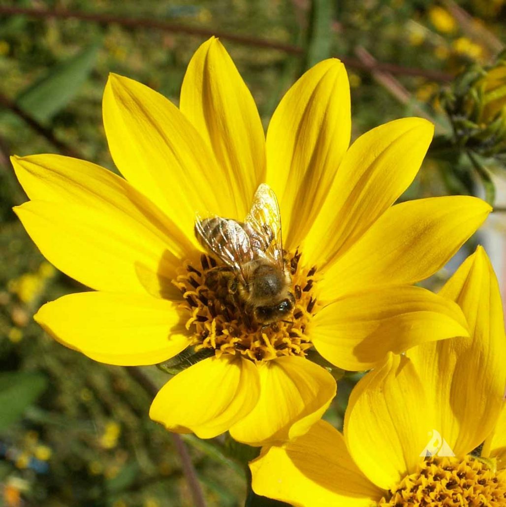 Swamp Sunflower (Helianthus angustifolius) Applewood Seed Company