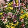 Native Flower Mix for Monarchs