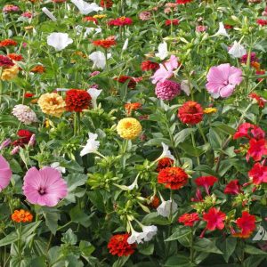 Cottage Garden Seed Mixture|Applewood Seed Company