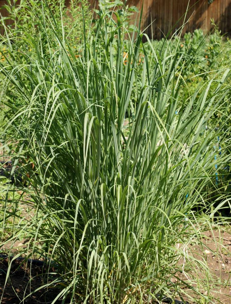Switchgrass Sunburst.